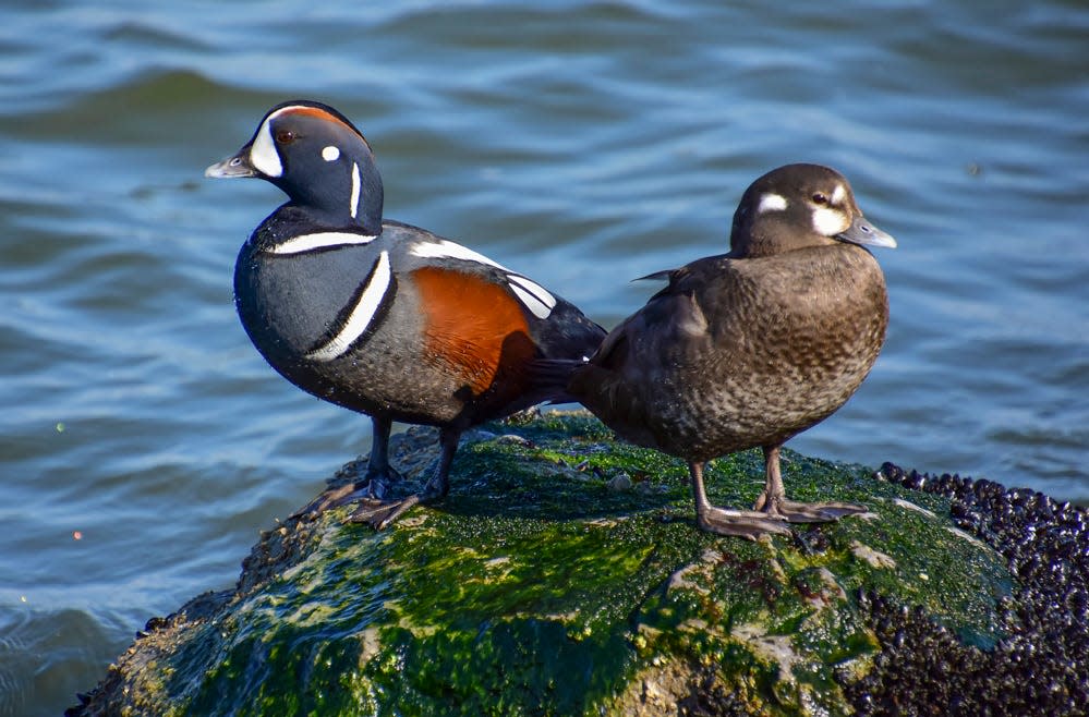 Harlequin ducks on the jetty at Barnegat Lighthouse State Park in Long Beach Island.