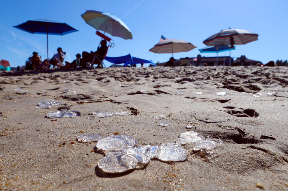 Jelleyfish collect on Dewey Beach as sunny weather brought crowds to the Delaware beaches, Saturday, August 21, 2022.