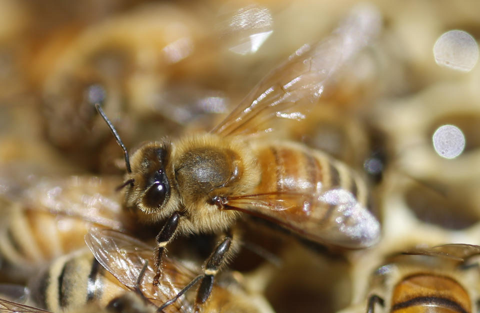 FILE - In this May 20, 2019 file photo, honeybees are shown on a frame at beekeeper Denise Hunsaker's apiary, in Salt Lake City. Honeybees are among well known species that best illustrate insect problems and declines, according to University of Connecticut entomologist David Wagner, lead author in a special package of studies released Monday, Jan. 11, 2021, written by 56 scientists from around the globe. (AP Photo/Rick Bowmer, File)