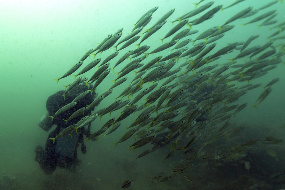 Scad swim past divers Alison Soss, geospatial analyst, and Kimberly Roberson, research coordinator for Gray's Reef National Marine Sanctuary, at the sanctuary Monday, Oct. 28, 2019, off the coast of Savannah, Ga. For nearly 40 years, the U.S. government has protected the reef, home to more than 200 species of fish and an amazing array of nearly 1,000 different kinds of invertebrates. Recreational fishing and diving are allowed, but commercial fishing and other kinds of exploitation are not. (AP Photo/David J. Phillip)