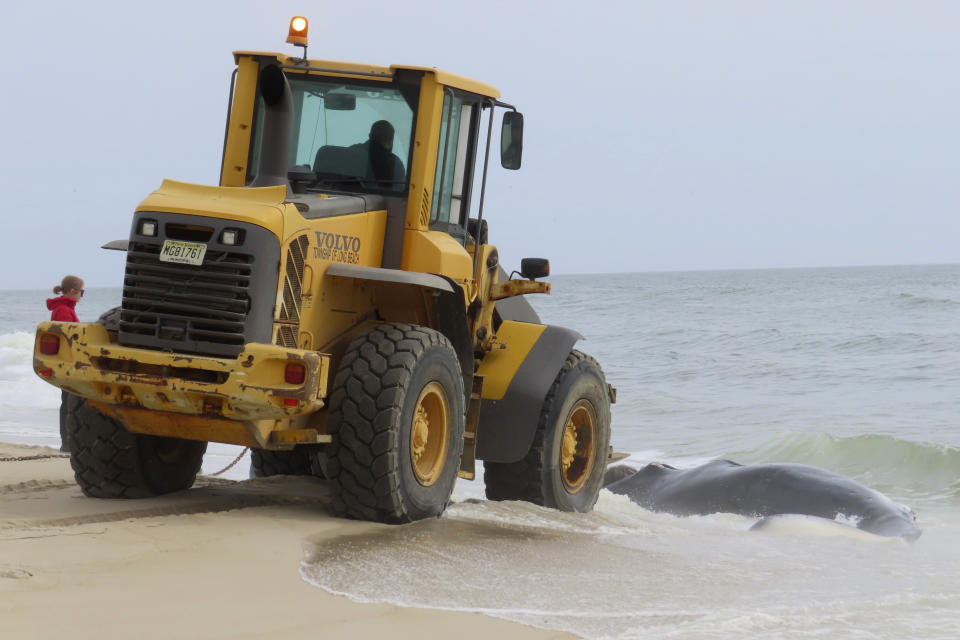 A worker uses a front-end loader to approach a dead humpback whale in the surf in Long Beach Township on New Jersey's Long Beach Island on Thursday, April 11, 2024. On Friday, a marine animal rescue group that examined the animal said it sustained numerous blunt force injuries including a fractured skull. (AP Photo/Wayne Parry)