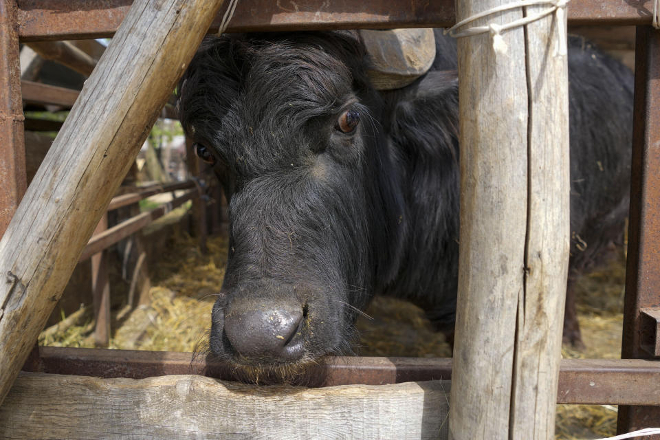 A buffalo peers out through the bars of cage in the Old Hill, sanctuary for horses in the town of Lapovo, in central Serbia, Wednesday, April 3, 2024. Zeljko Ilicic, 43-year-old Serbian man has set up the only sanctuary for horses in the Balkan country, providing shelter and care for dozens of animals for nearly a decade. Around 80 horses have passed through Ilicic's Staro Brdo, or Old Hill, sanctuary since it opened in 2015. (AP Photo/Darko Vojinovic)