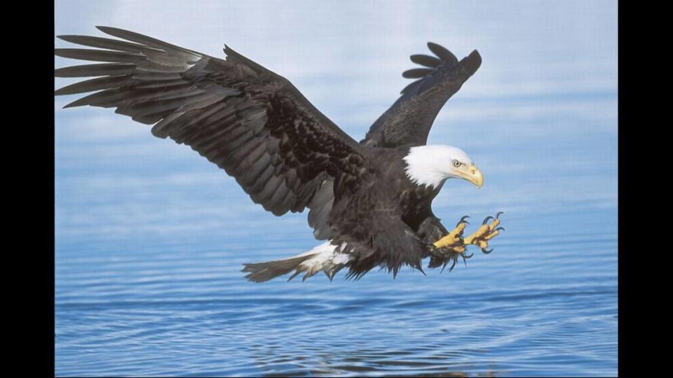 Bald eagles are protected under the Bald and Golden Eagle Protection Act.