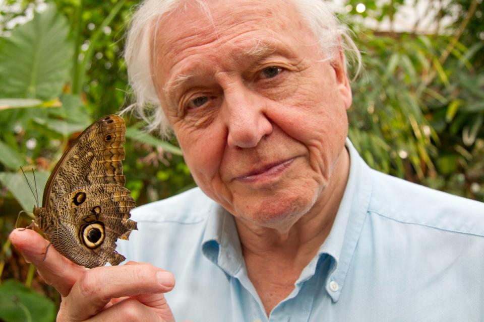 Retirement? Not for David Attenborough, he is working on a third series of Planet Earth (BBC/Humble Bee Films/Talkback Thames)