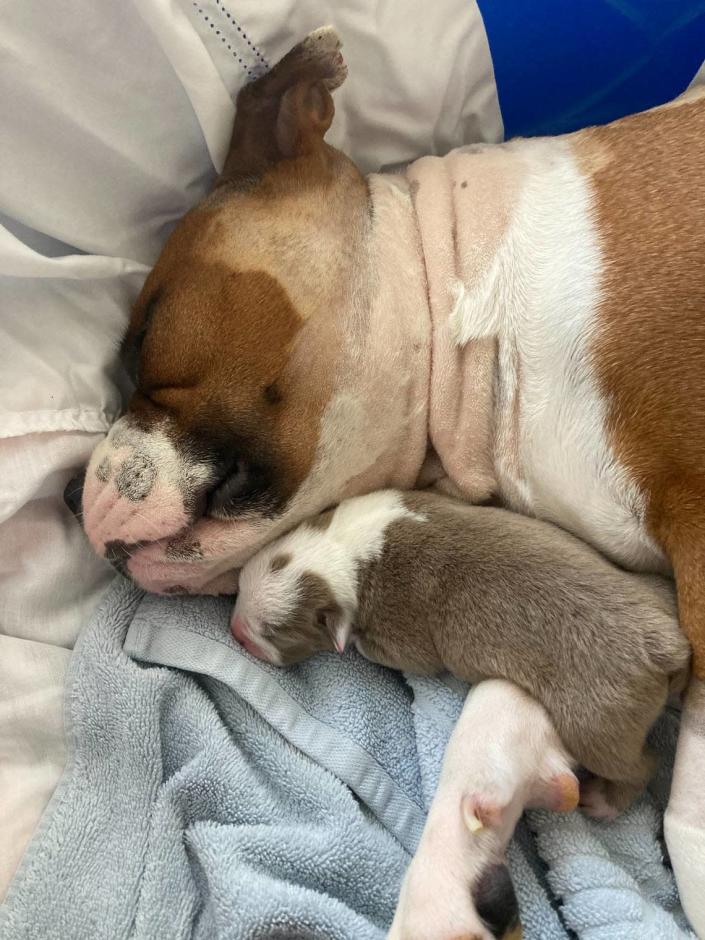 Roxy, a brown-and-white colored pitbull mix from Fresno, was stabbed 17 times all over her body during an attack on July 23 in Fresno. She managed to survive and two weeks later, gave birth to a litter of puppies.