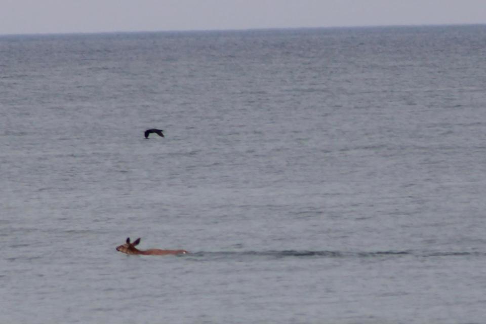 A deer swims from Fort Michilimackinac toward McGulpin Point, 2 or 3 miles away in the Straits of Mackinac on June 8, 2023.