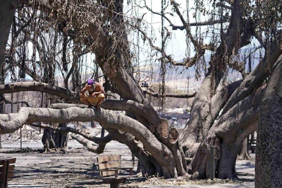 <p>AP Photo/Rick Bowmer</p> A man reacts as he sits on the Lahaina historic banyan tree damaged by a wildfire on Friday, Aug. 11, 2023.