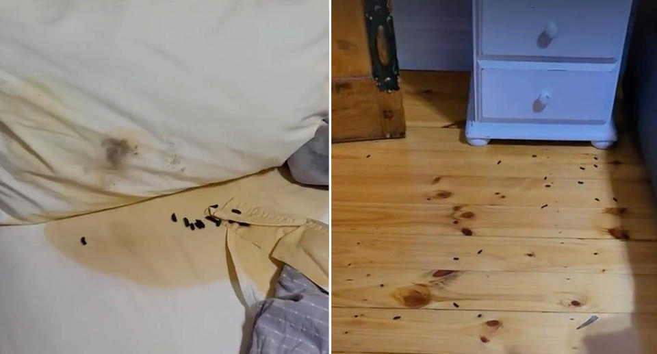 Possum urine and poo on bed and floor in Airbnb. 