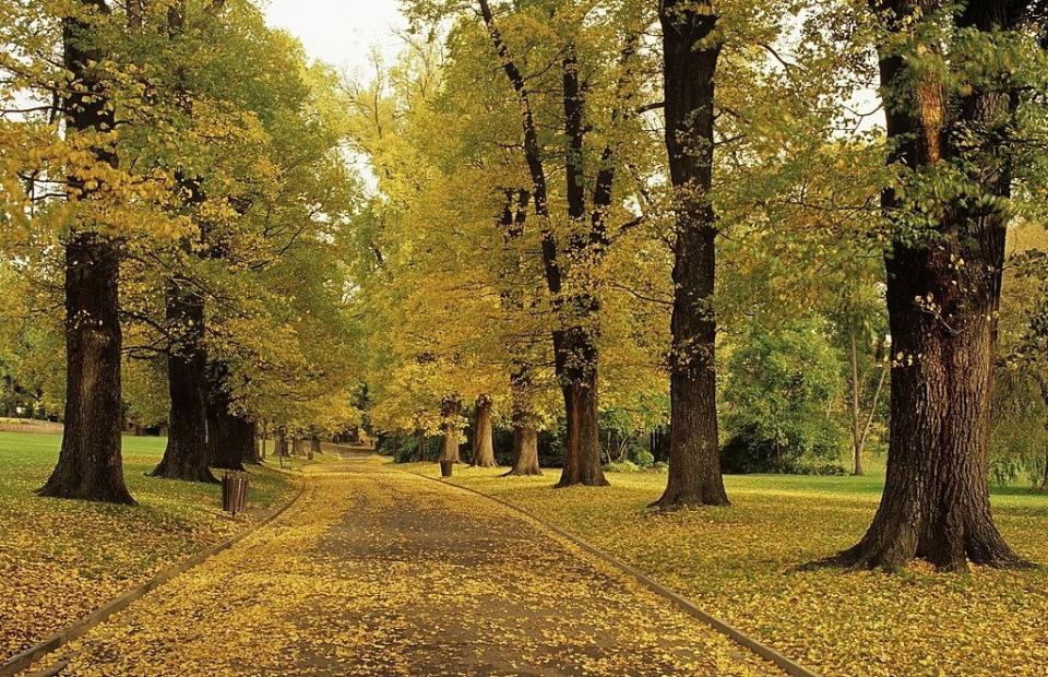 a treelined road