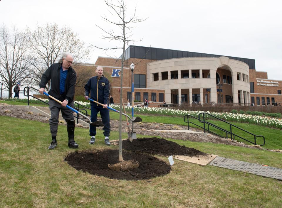 An oak sapling was planted in front of Kent State's  MAC Center to honor Jesse Owens, John Collver and Bill Cox. Owens, a 4 time gold medalist in the 1936 Olympic games, was also gifted four oak saplings along with his medals. Only one of those trees remains at Rhodes High School in Cleveland, where he first trained. Bill Cox, who passed away at age 96 in August of 2019, was only the third black athlete to play at Kent State University, on both the basketball and track teams. John Collver, was a friend of Bill and his former teammate. The tree planting at Kent State was started by John Collver's son, Jim Collver and the Celtic Club of Ohio.  Jim Collver and his father, John Collver, throw dirt on the oak sapling.