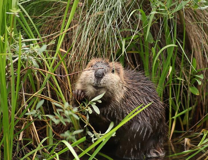 A super cute beaver.