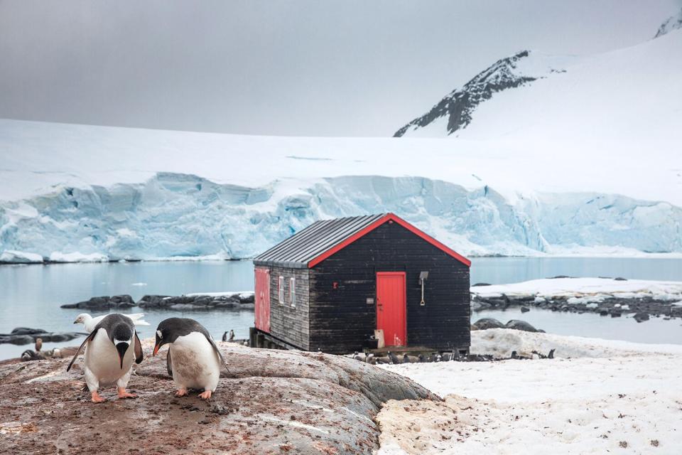 Gentoo penguins at Port Lockroy (penguin post office), Antarctica