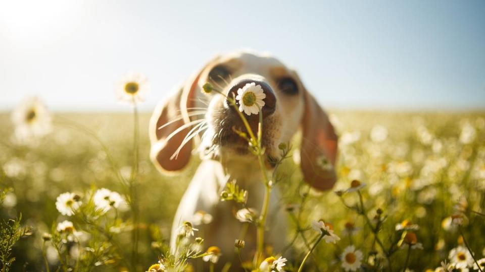 Why is my dog sneezing so much: A white dog smelling a chamomile flower with the focus on the flower.