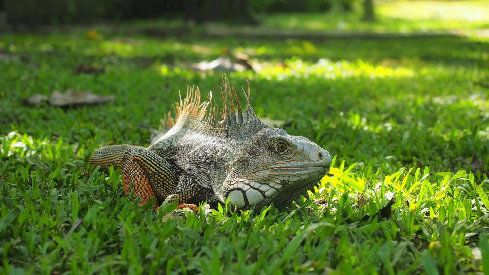 An iguana in the city's botanical garden - getty