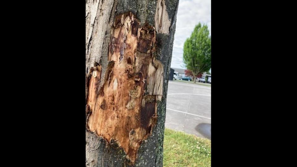 The city of Sumner announced in a social media post Tuesday, June 6, that trees were attacked at Seibenthaler Park. 