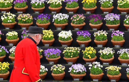 A Chelsea Pensioner views Viola on display at the RHS Chelsea Flower Show in London, Britain, May 21, 2018. REUTERS/Toby Melville