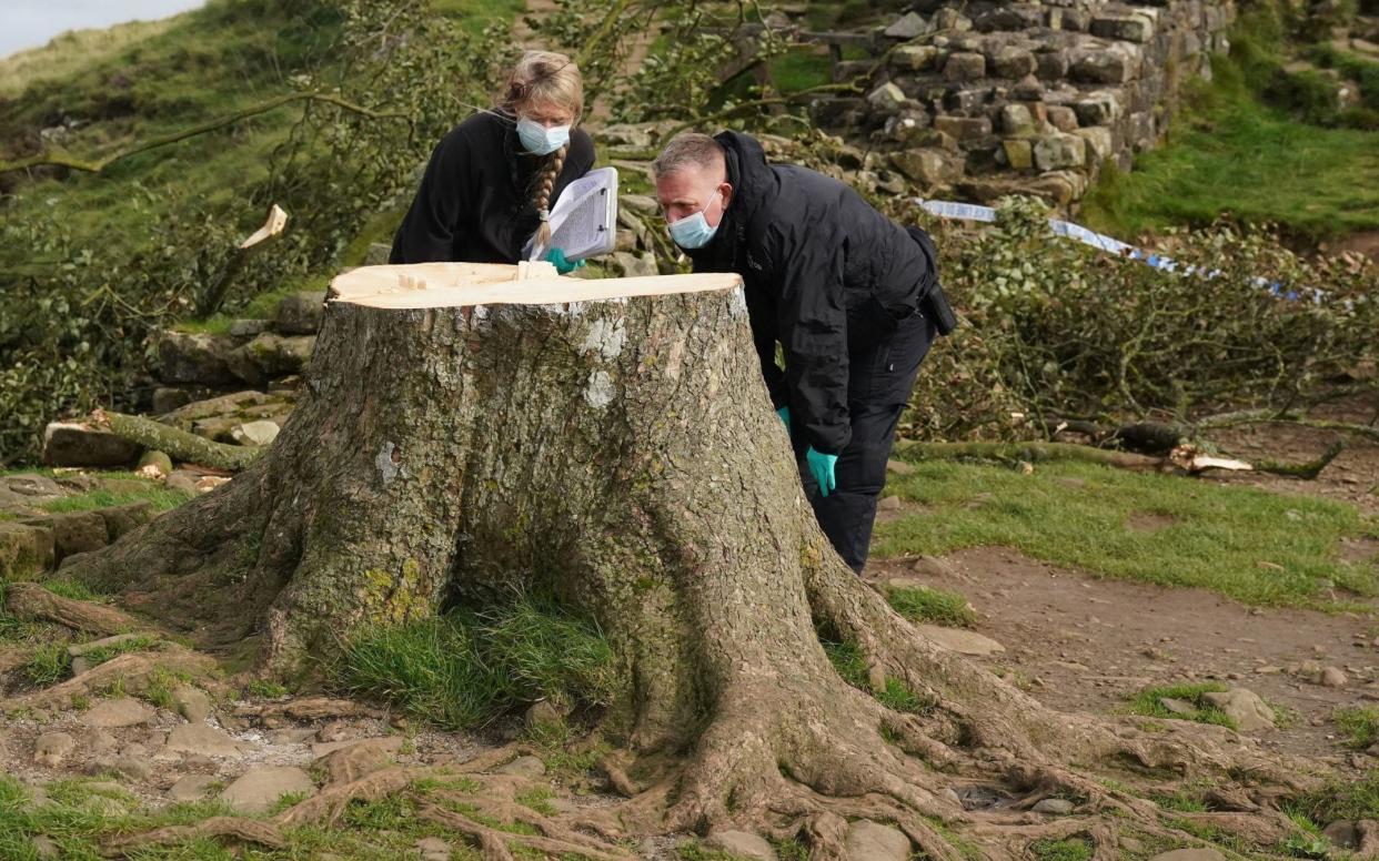 Forensic investigators from Northumbria Police examine the felled Sycamore Gap tree, on Hadrian's Wall in Northumberland