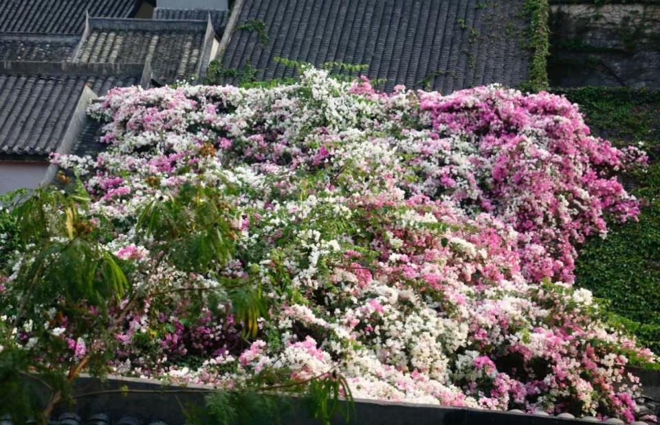 深圳旅遊｜4月賞花景點好去處！馬鞭草/泰國櫻花/美人蕉/牡丹/三角梅/簕杜鵑 附前往方法