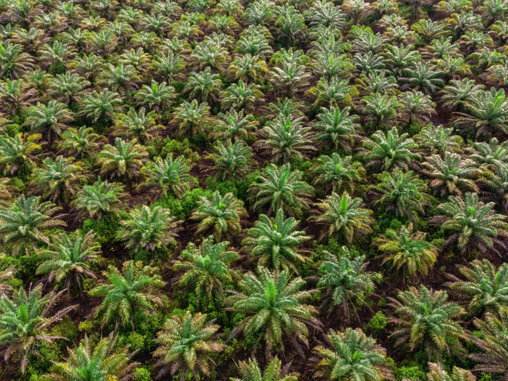 Palm oil plantation in Klias, Beaufort Sabah, Malaysia (Ramdan_Nain/iStock)