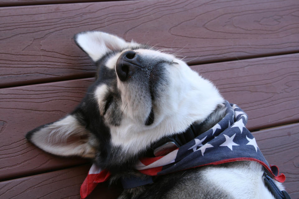 Siberian husky wearing a patriotic scarf.