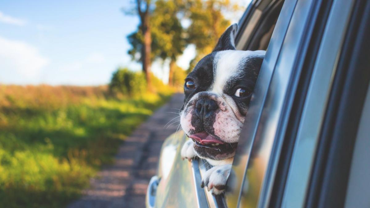 Un parent moyen prend autant de photos de son animal chaque année