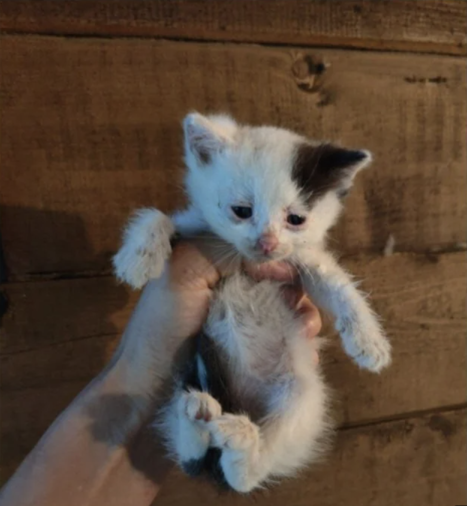 Person holds a small kitten with distinctive markings against a wooden background