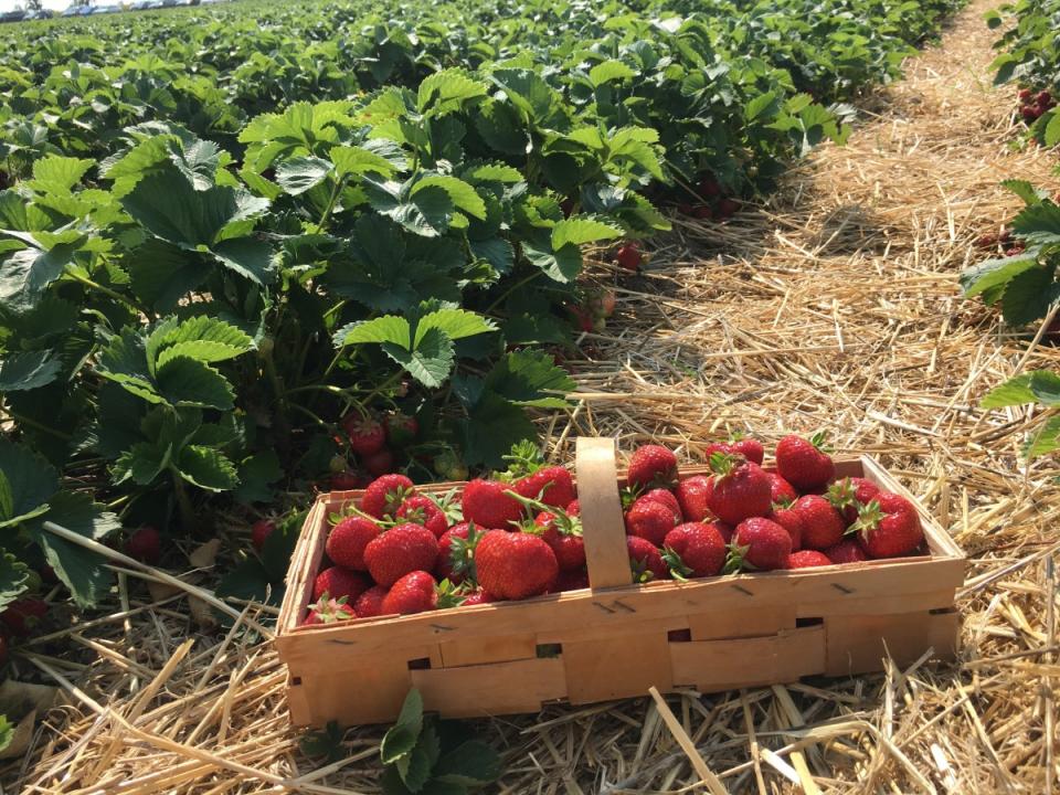 Cambiar el modelo agrícola podría solucionar el desequilibrio en las dietas / Pxhere.