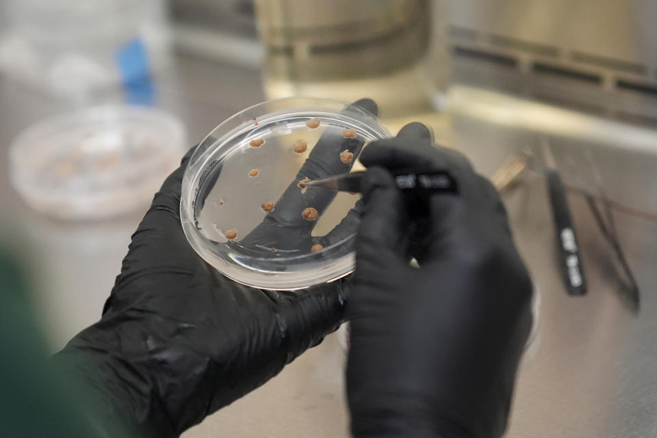 California Cultured lab technician Aubrey McKeand works on cell cultures in the company's lab in West Sacramento, Calif., Wednesday, Aug. 28, 2024. (AP Photo/Jeff Chiu)