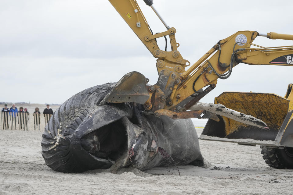 Heavy machinery is used to roll a dead whale in Lido Beach, N.Y., Tuesday, Jan. 31, 2023. The 35-foot humpback whale, that washed ashore and subsequently died, is one of several cetaceans that have been found over the past two months along the shores of New York and New Jersey. (AP Photo/Seth Wenig)