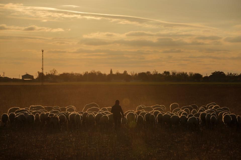 A shepherd herds a flock of sheep near Lake Tuz in Aksaray province of Turkey (AP)