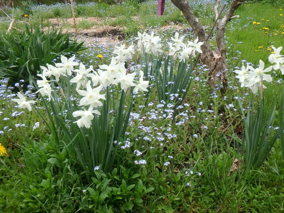 Thalia daffodils with forget-me-not flowers.