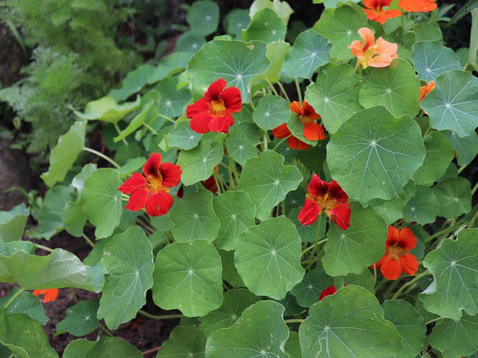 red-orange nasturtium flowers