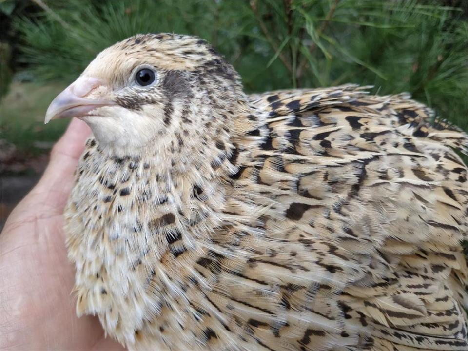 夜市烤鳥蛋「激Q真身」曝光！農委會解密1真相：它比雞蛋還營養