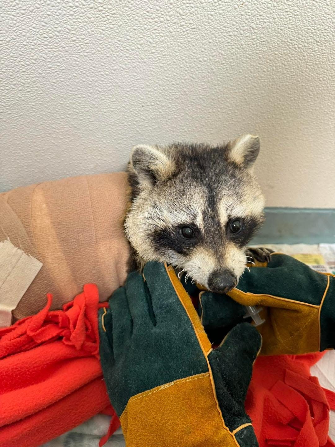 A Quincy man accused of setting fire to a live racoon has been indicted in Dedham Superior Court. The racoon died after two weeks of care at the New England Wildlife Center in Weymouth.