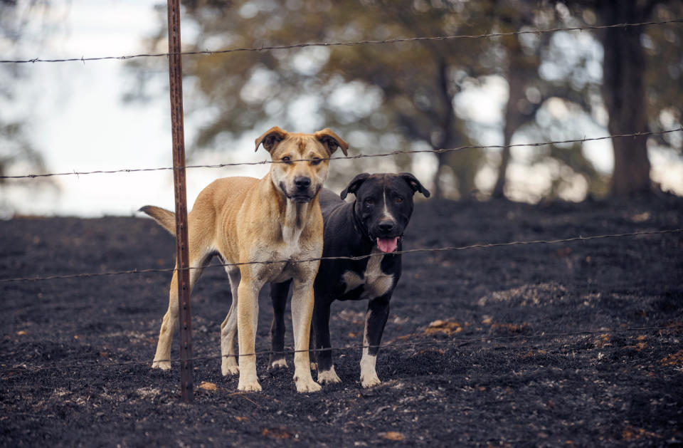 Dogs watch through the fence of a property burned by the Apache Fire in Palermo, Calif., on Tuesday, Jun. 25, 2024. According to Cal Fire, more than a dozen new fires sparked by lightning. (AP Photo/Ethan Swope)