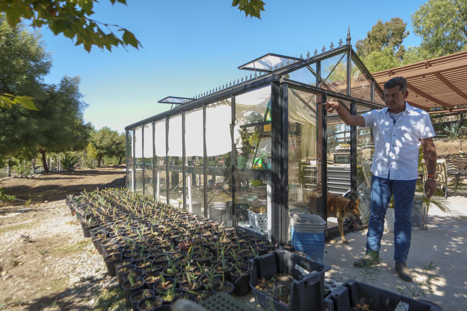 Leo Ortega stands near young agave plants that are next to his greenhouse, in Murrieta, Calif., Tuesday, Oct. 17, 2023. Ortega started growing blue agave plants on the hillsides of his Southern California home because his wife liked the way they looked. Today, his property is littered with what some say could be a promising new crop for water-challenged California. (AP Photo/Damian Dovarganes)