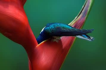 White-necked Jacobin; winner in the amateur category.