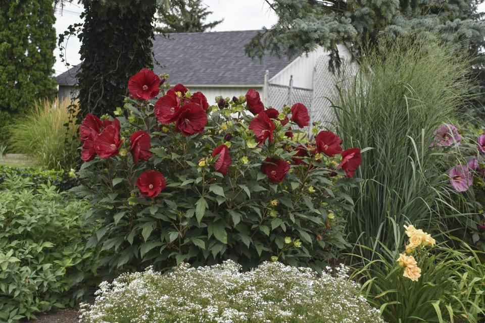 Hardy hibiscus like this Summerific Cranberry Crush are perfect complements to your other annuals and perennials.