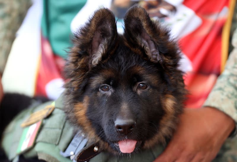 German Shepherd puppy named 'Arkadas' donated by the Turkey government