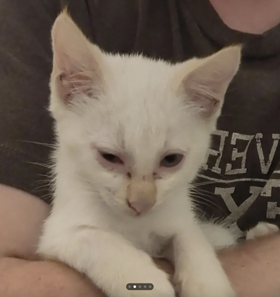 White kitten sitting in a person's lap looking down with a thoughtful expression