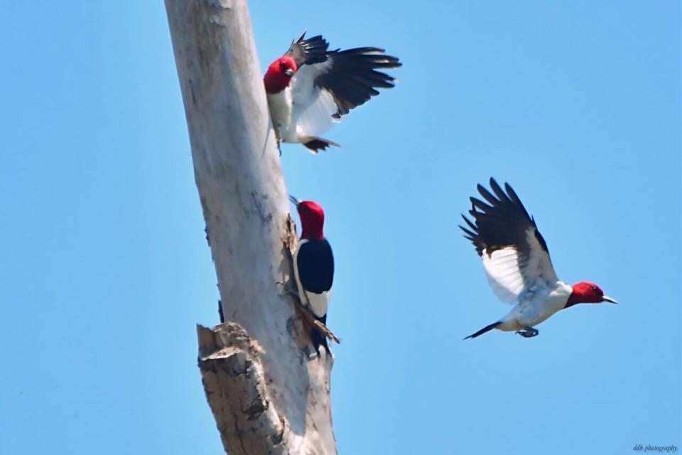 Judge Michael Evans picked this as one of the top photos in this year's migratory bird photo contest because of the number of birds in the photo: "The photographer has managed to capture three Red-headed woodpeckers in the same frame. I’ve been lucky to see Red-headed woodpeckers before, but never two, or in this case three in the same frame. " This photogaph by Dennis Bellemare was take in May 2024 at Point Pelee.  
