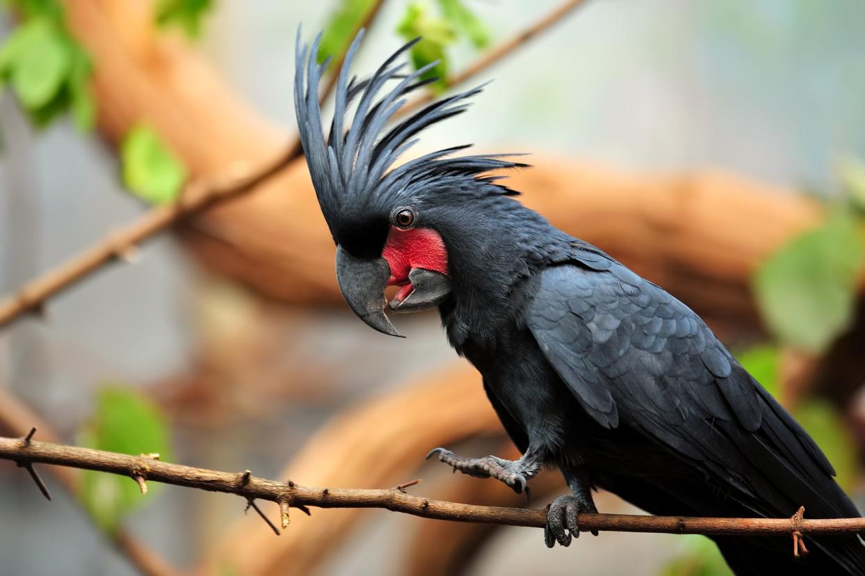 close-up of a palm cockatoo (Probosciger aterrimus)