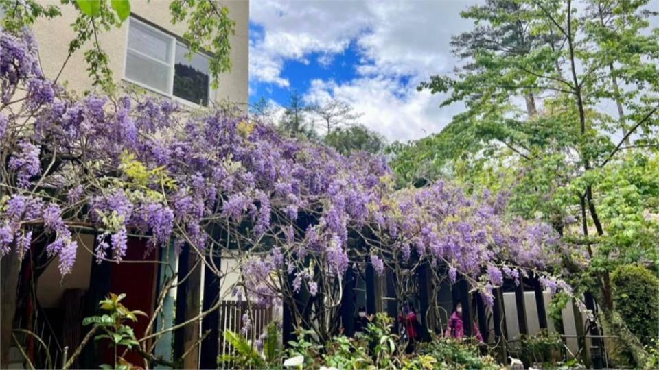 紫色浪漫來襲　苗栗農場花房開　武陵搖曳紫藤花