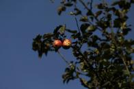 Rotten apples are seen on a tree at an apple orchard in Sopore