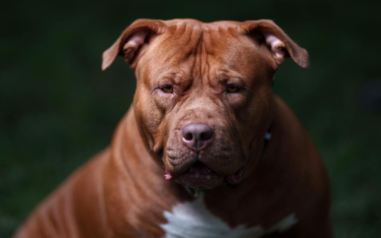 A brown XL bully