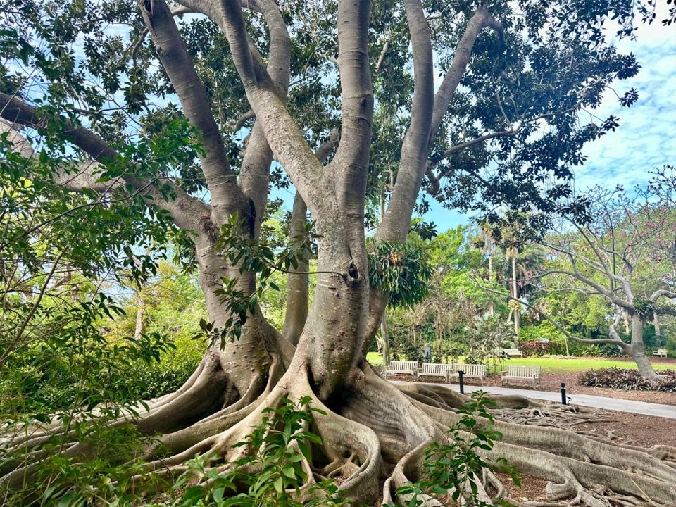 Trees with winding roots in a park area with benches and other trees in the background