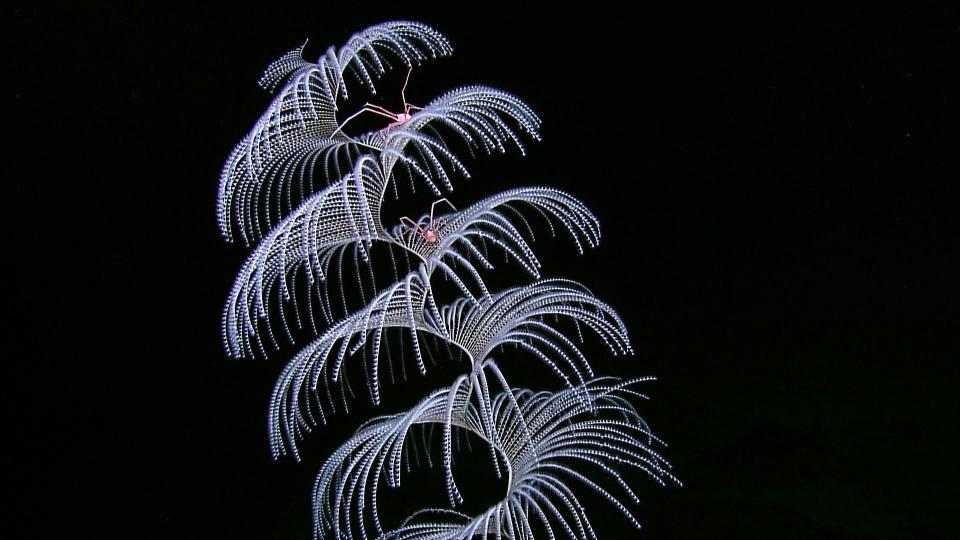 NOAA coral