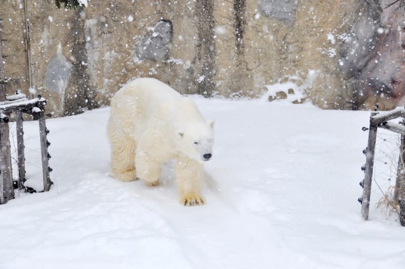 ▲冬天最適合去冰天雪地的旭山動物園看生在寒帶的超盟動物們，每天定時還有企鵝散步秀可以看。（圖／KKday提供）