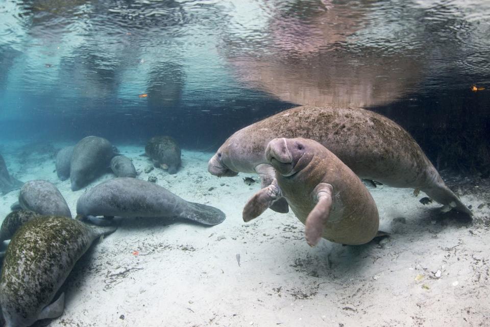 6) The Florida Manatee