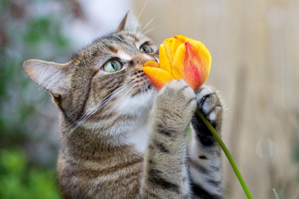 cat sniffing a tulip